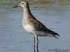pectoral sandpiper