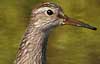 pectoral sandpiper