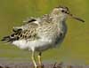 pectoral sandpiper