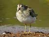 pectoral sandpiper