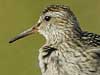pectoral sandpiper