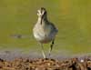 pectoral sandpiper