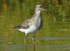 pectoral sandpiper