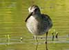 pectoral sandpiper
