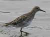 pectoral sandpiper