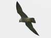 peregrine falcon