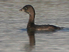 pie-billed grebe