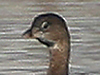 pie-billed grebe