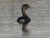 pie-billed grebe