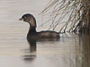 pie-billed grebe