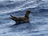 Pomarine Jaeger