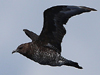 Pomarine Jaeger