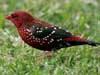 red avadavat