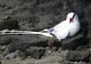 red-billed tropicbird