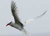 red-billed tropicbird