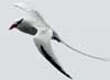 red-billed tropicbird