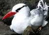 red-billed tropicbird
