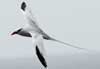 red-billed tropicbird