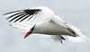 red-billed tropicbird