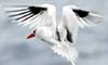 Red-billed Tropicbird
