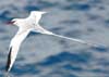 red-billed tropicbird