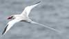 red-billed tropicbird