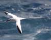 red-billed tropicbird