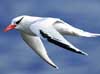 red-billed tropicbird