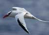 red-billed tropicbird