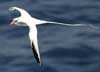 red-billed tropicbird