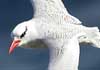 red-billed tropicbird