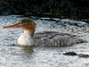 Red-breasted Merganser