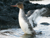 Red-breasted Merganser