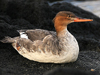 Red-breasted Merganser