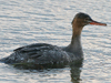 Red-breasted Merganser
