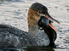 Red-breasted Merganser