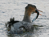 Red-breasted Merganser