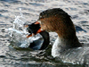 Red-breasted Merganser