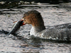 Red-breasted Merganser