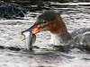 Red-breasted Merganser