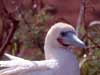 red-footed booby