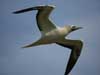 red-footed booby