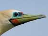red-footed booby