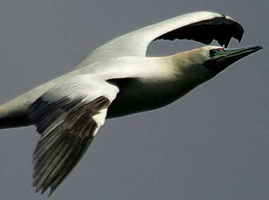 red-footed booby