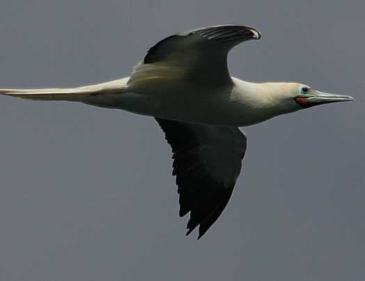 red-footed booby