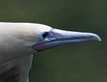 red-footed booby