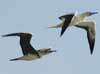 red-footed booby