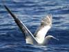 red-footed booby