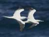 red-footed booby