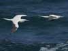 red-footed booby